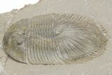 Thysanopeltella (Thysanopeltis) Trilobite - Jorf, Morocco #208951-2